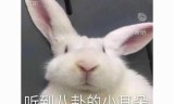 网游重生之超级猎人(全职猎人之顶级猎人)