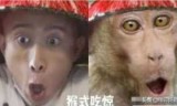 包含神奇宝贝剧场版2009的词条