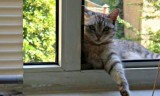 猫咪小游戏(猫咪app官网直接进入)